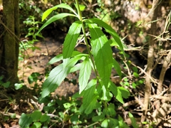 Eupatorium cannabinum cannabinum