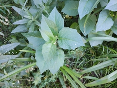 Solanoideae