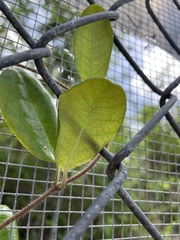 Pentalinon luteum