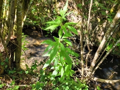 Eupatorium cannabinum cannabinum