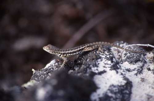 Microlophus grayii