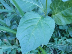 Solanoideae