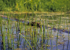 Eleocharis palustris