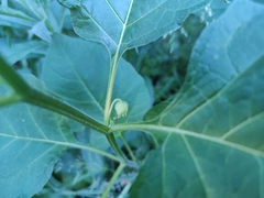 Solanoideae