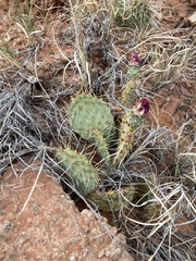 Opuntia pinkavae