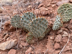 Opuntia pinkavae