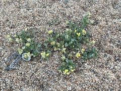 Rorippa subumbellata