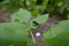 Empis ciliata
