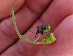 Closterotomus cinctipes