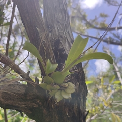 Prosthechea boothiana