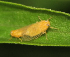Haplaxius fulvus