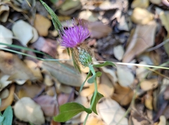 Centaurea pectinata