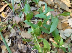 Centaurea pectinata