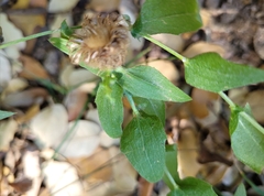 Centaurea pectinata