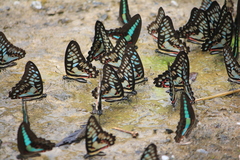 Graphium doson postianus