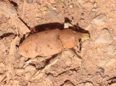 Pycnodactylopsis tomentosa