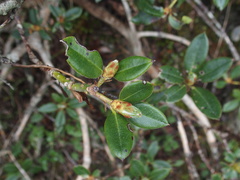 Rhododendron pseudochrysanthum