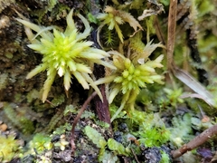 Sphagnum subnitens
