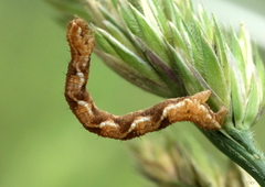 Eupithecia virgaureata