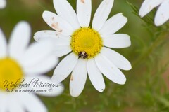 Anthrenus isabellinus