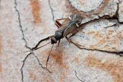 Cremnocephalus albolineatus