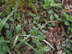 Luzula taiwaniana