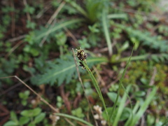 Luzula taiwaniana