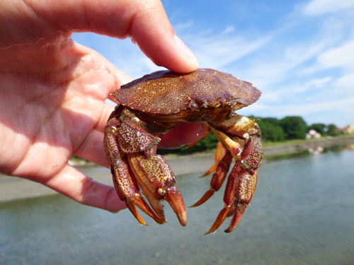 Atlantic Rock Crab, photo 3 of 10