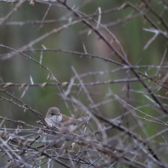 Curruca communis
