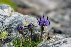 Phyteuma globulariifolium