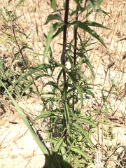 Eupatorium saltuense