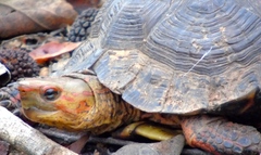 Rhinoclemmys pulcherrima rogerbarbouri