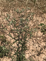 Eupatorium saltuense