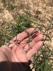 Eupatorium saltuense