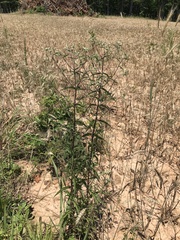 Eupatorium saltuense