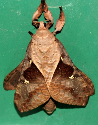 Endoclita malabaricus · iNaturalist