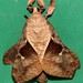 Endoclita malabaricus - Photo (c) satish nikam,  זכויות יוצרים חלקיות (CC BY-NC-SA), הועלה על ידי satish nikam