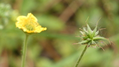 Geum sylvaticum