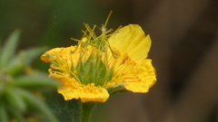Geum sylvaticum