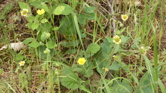 Geum sylvaticum