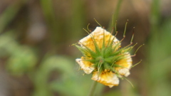 Geum sylvaticum