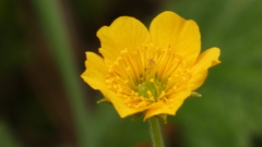 Geum sylvaticum