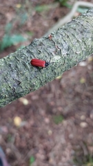 Pyropterus nigroruber