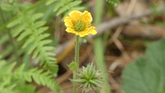 Geum sylvaticum
