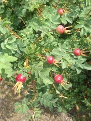 Rosa