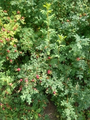 Rosa