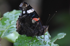 Vanessa atalanta