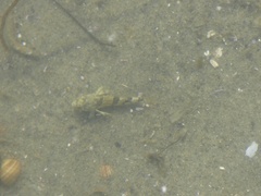Myoxocephalus