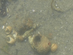 Myoxocephalus