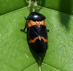 Cosmoscarta abdominalis
